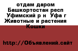 отдам даром - Башкортостан респ., Уфимский р-н, Уфа г. Животные и растения » Кошки   